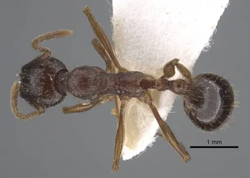 Aphaenogaster graeca specimen CASENT0917360 image casent0917360_1