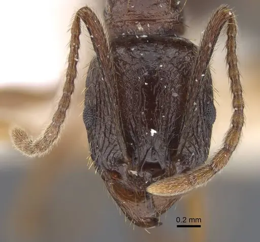 Aphaenogaster graeca specimen CASENT0917360 image casent0917360_2