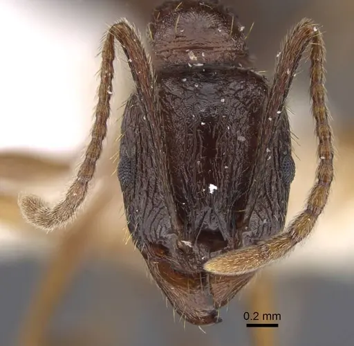 Aphaenogaster graeca specimen CASENT0917360 image casent0917360_3