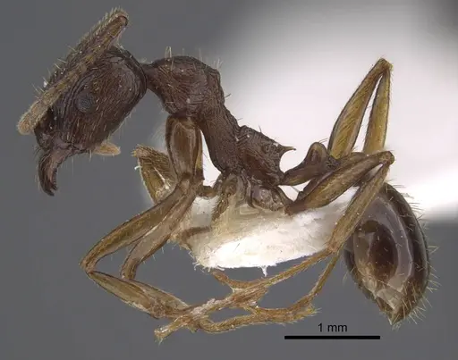 Aphaenogaster graeca specimen CASENT0917360 image casent0917360_4