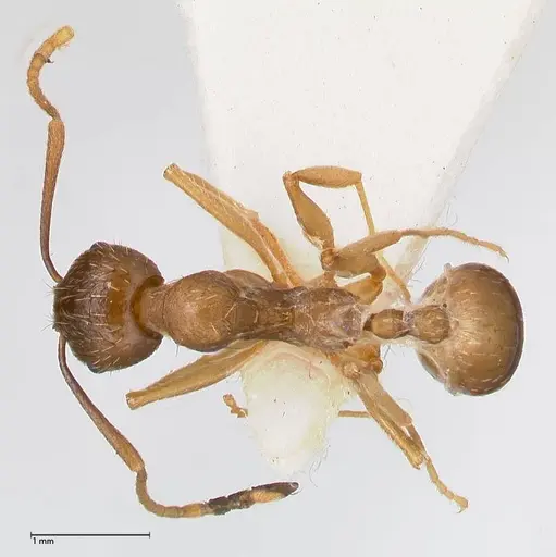 Aphaenogaster graeca specimen FOCOL0516 image focol0516_1