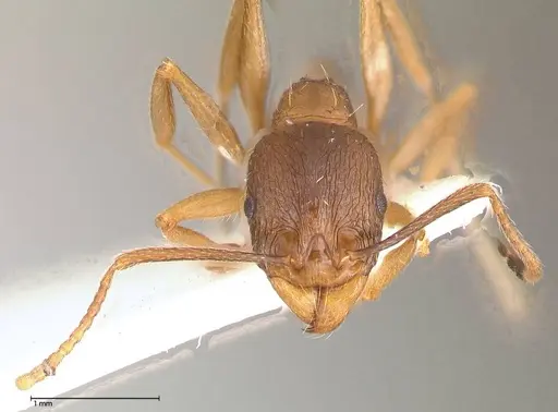 Aphaenogaster graeca specimen FOCOL0516 image focol0516_2