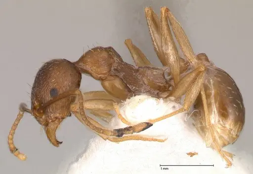 Aphaenogaster graeca specimen FOCOL0516 image focol0516_3
