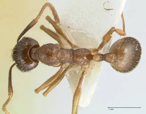 Aphaenogaster graeca specimen FOCOL1838 image focol1838_1