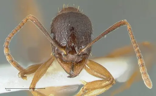 Aphaenogaster graeca specimen FOCOL1838 image focol1838_2