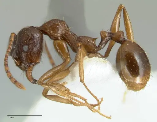 Aphaenogaster graeca specimen FOCOL1838 image focol1838_3