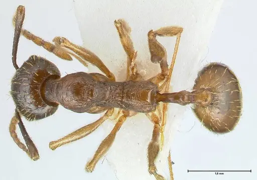 Aphaenogaster graeca specimen FOCOL1839 image focol1839_1