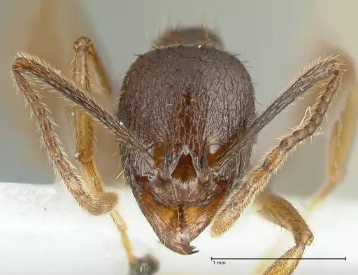 Aphaenogaster graeca specimen FOCOL1839 image focol1839_2