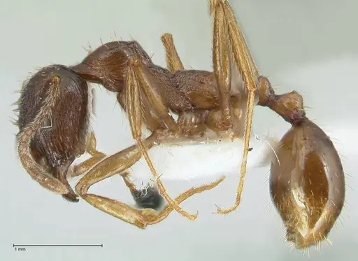 Aphaenogaster graeca specimen FOCOL1839 image focol1839_3