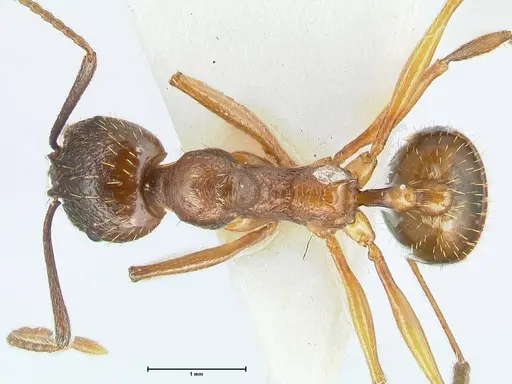 Aphaenogaster graeca specimen FOCOL1840 image focol1840_1