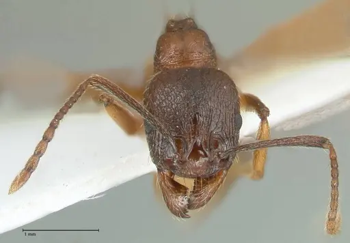 Aphaenogaster graeca specimen FOCOL1840 image focol1840_2