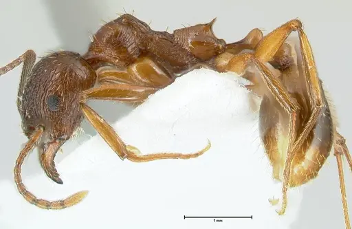 Aphaenogaster graeca specimen FOCOL1840 image focol1840_3