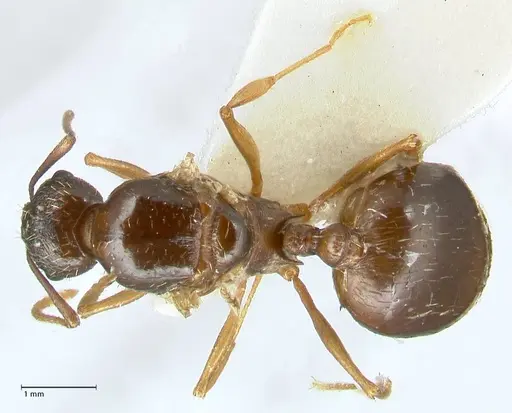 Aphaenogaster graeca specimen FOCOL1841 image focol1841_1
