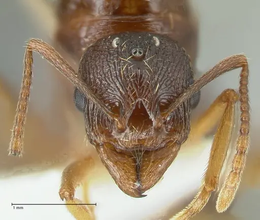 Aphaenogaster graeca specimen FOCOL1841 image focol1841_2