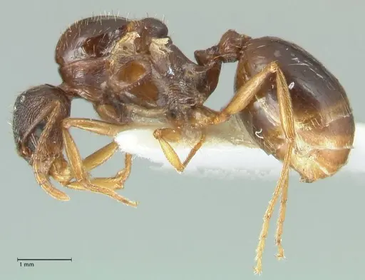 Aphaenogaster graeca specimen FOCOL1841 image focol1841_3