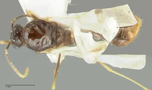 Aphaenogaster graeca specimen FOCOL1842 image focol1842_1