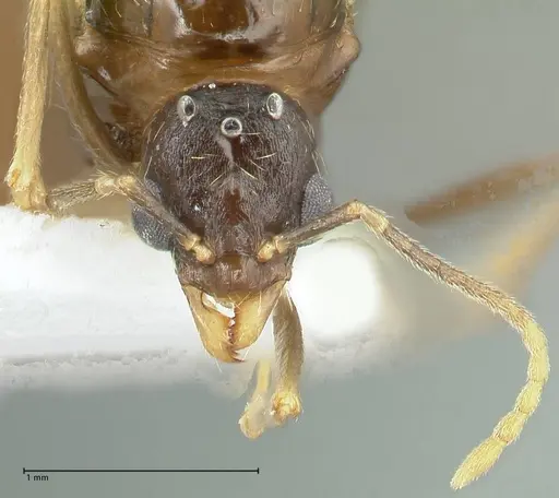 Aphaenogaster graeca specimen FOCOL1842 image focol1842_2