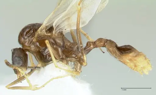 Aphaenogaster graeca specimen FOCOL1842 image focol1842_3
