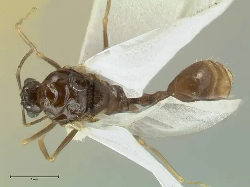 Aphaenogaster graeca specimen FOCOL1843 image focol1843_1