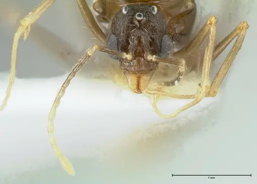Aphaenogaster graeca specimen FOCOL1843 image focol1843_2