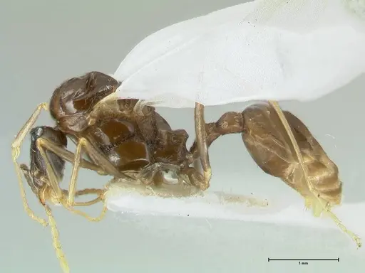 Aphaenogaster graeca specimen FOCOL1843 image focol1843_3