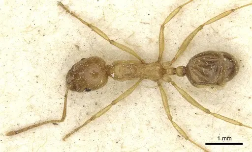Aphaenogaster hesperia specimen CASENT0913115 image casent0913115_1