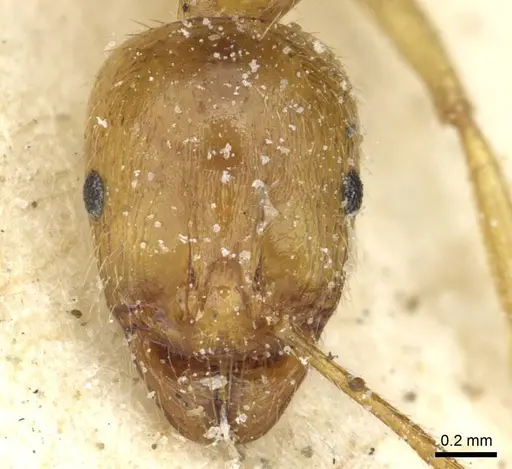 Aphaenogaster hesperia specimen CASENT0913115 image casent0913115_2