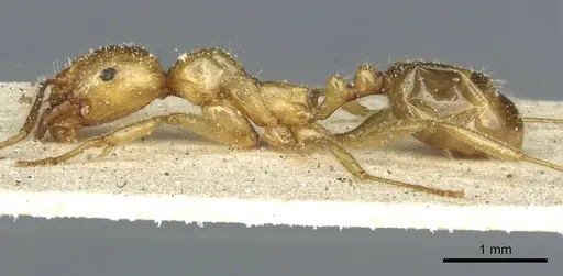 Aphaenogaster hesperia specimen CASENT0913115 image casent0913115_3