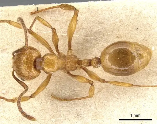 Aphaenogaster holtzi specimen CASENT0904178 image casent0904178_1