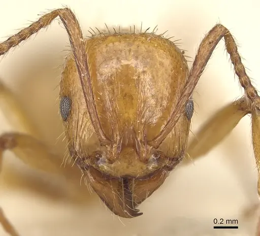 Aphaenogaster holtzi specimen CASENT0904178 image casent0904178_2