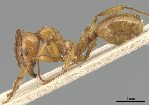 Aphaenogaster holtzi specimen CASENT0904178 image casent0904178_3