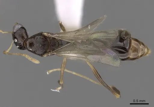 Aphaenogaster honduriana specimen CASENT0618810 image casent0618810_1