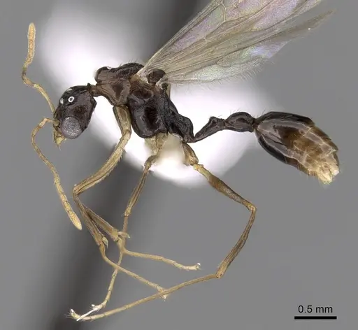 Aphaenogaster honduriana specimen CASENT0618810 image casent0618810_3