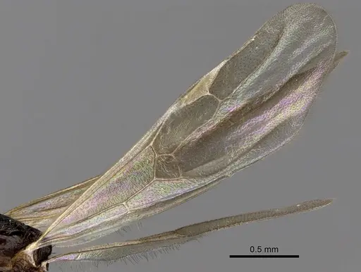 Aphaenogaster honduriana specimen CASENT0618810 image casent0618810_4