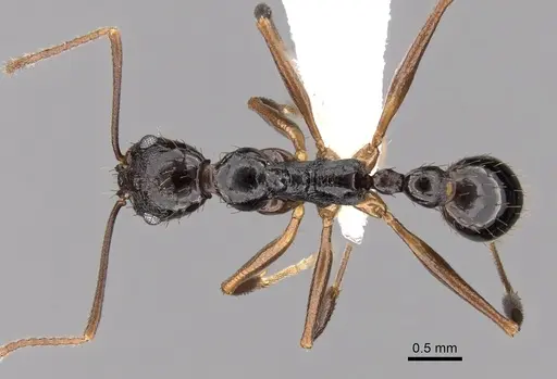 Aphaenogaster honduriana specimen CASENT0625320 image casent0625320_1