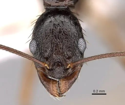 Aphaenogaster honduriana specimen CASENT0625320 image casent0625320_2