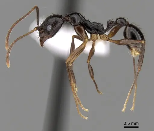 Aphaenogaster honduriana specimen CASENT0625320 image casent0625320_3
