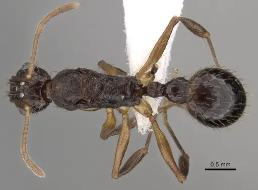 Aphaenogaster honduriana specimen CASENT0625322 image casent0625322_1