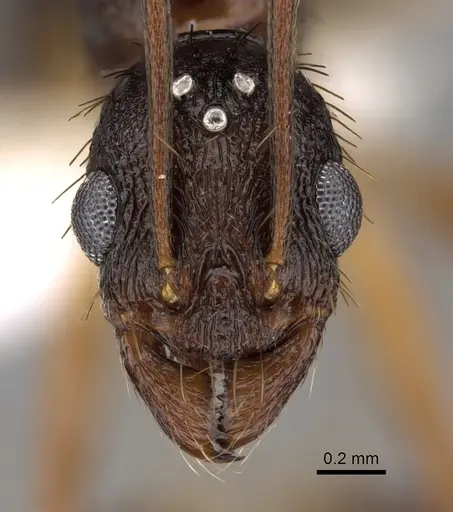 Aphaenogaster honduriana specimen CASENT0625322 image casent0625322_2