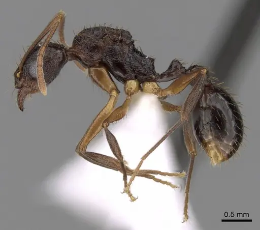 Aphaenogaster honduriana specimen CASENT0625322 image casent0625322_3