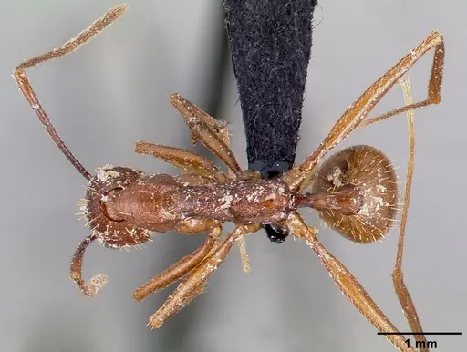 Aphaenogaster huachucana specimen CASENT0000089 image casent0000089_1