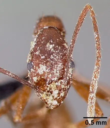 Aphaenogaster huachucana specimen CASENT0000089 image casent0000089_2