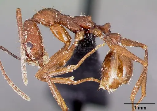 Aphaenogaster huachucana specimen CASENT0000089 image casent0000089_3