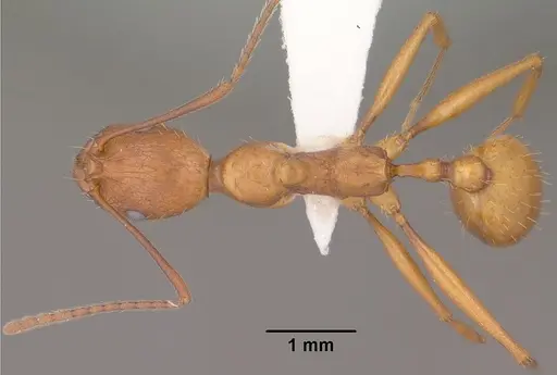 Aphaenogaster huachucana specimen CASENT0102825 image casent0102825_1