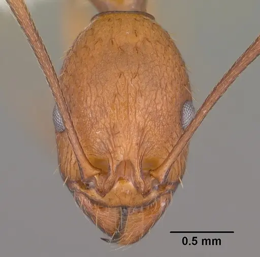 Aphaenogaster huachucana specimen CASENT0102825 image casent0102825_2