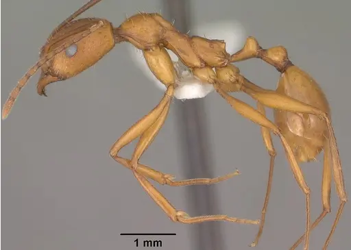 Aphaenogaster huachucana specimen CASENT0102825 image casent0102825_3