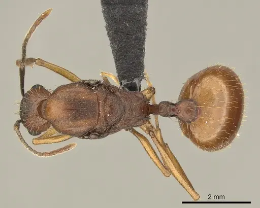 Aphaenogaster huachucana specimen CASENT0260082 image casent0260082_1