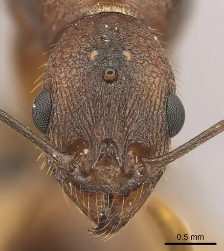 Aphaenogaster huachucana specimen CASENT0260082 image casent0260082_2