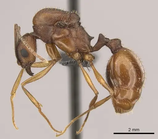 Aphaenogaster huachucana specimen CASENT0260082 image casent0260082_3