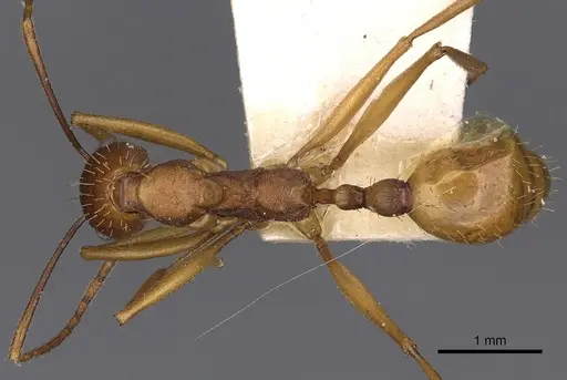 Aphaenogaster huachucana specimen CASENT0900415 image casent0900415_1